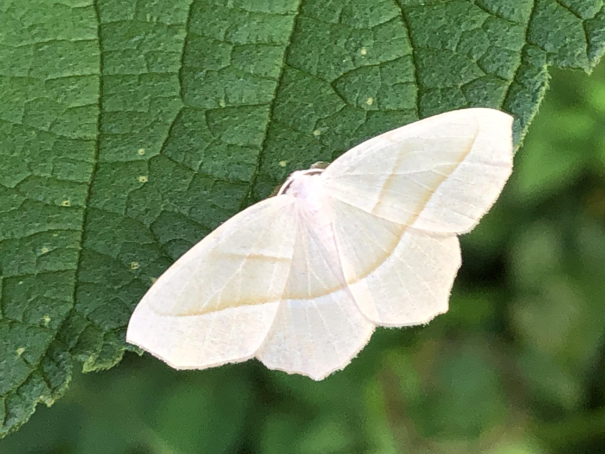white moth