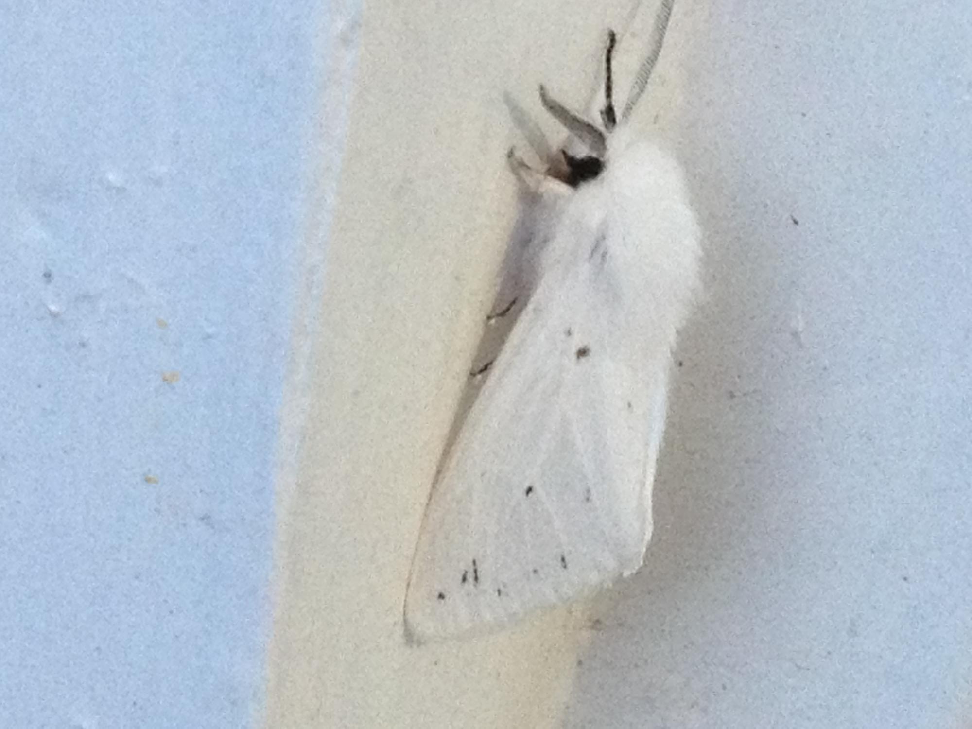giant white moth